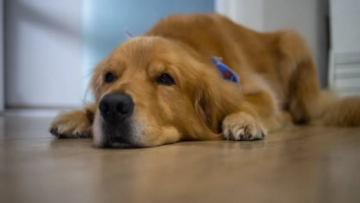 Dog resting during travel