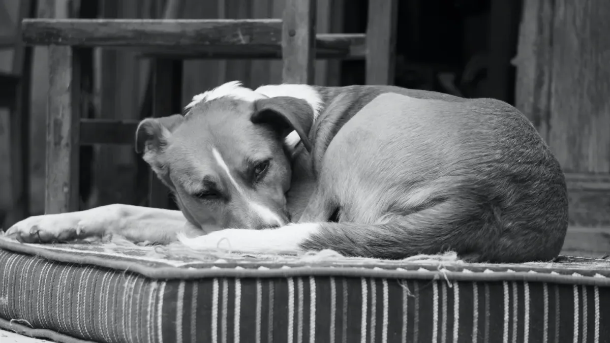 Dog resting home
