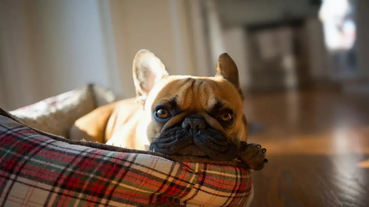 Dog resting living room