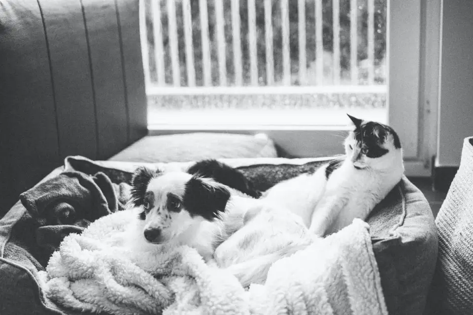 Dog resting living room