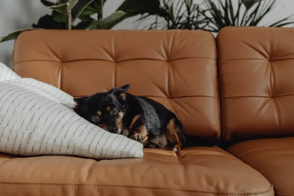 Dog resting on a sofa