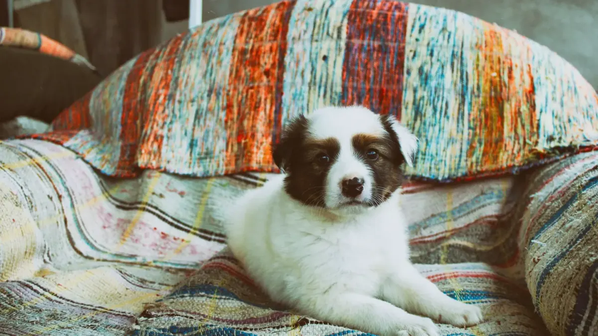 Dog resting on a sofa