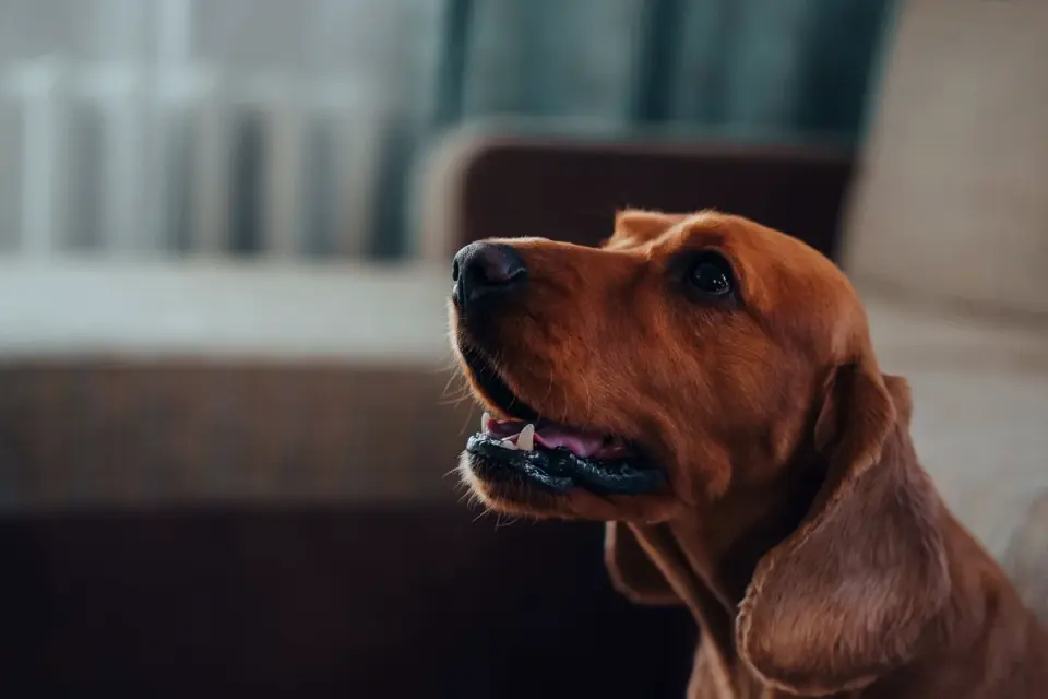 Dog resting on a sofa