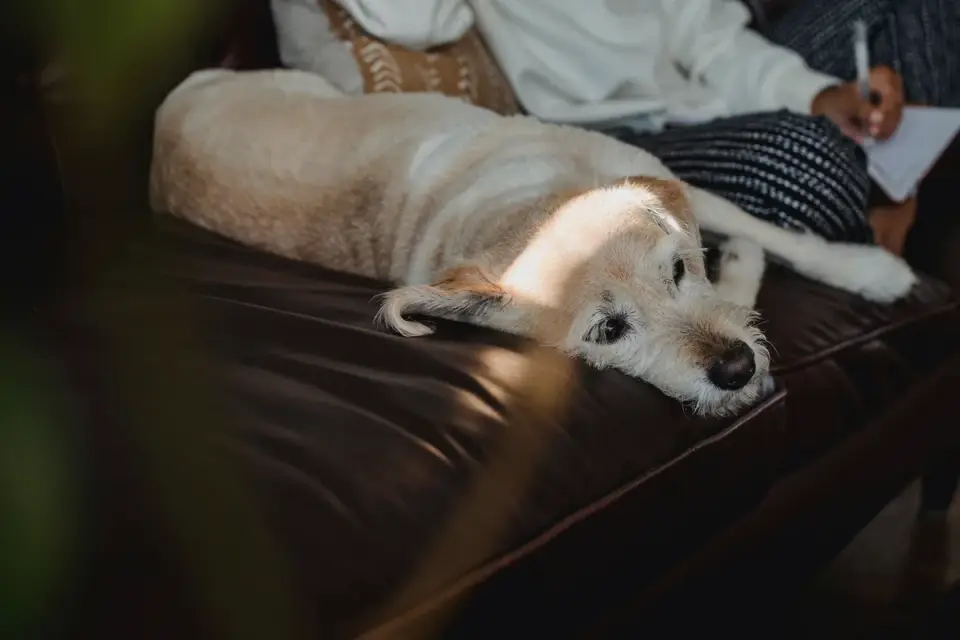 Dog resting on a sofa