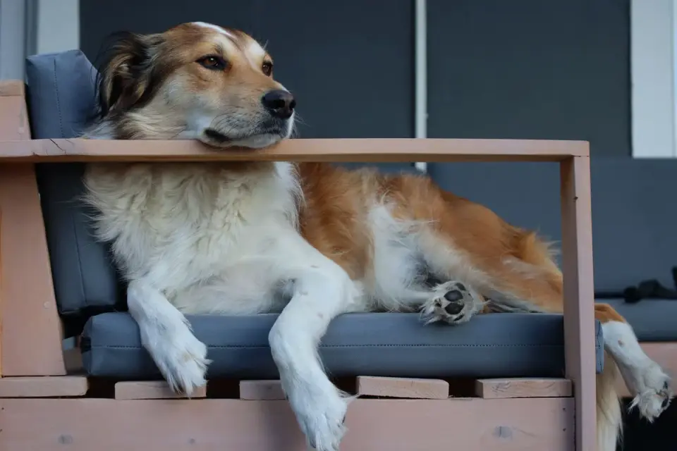 Dog resting on sofa