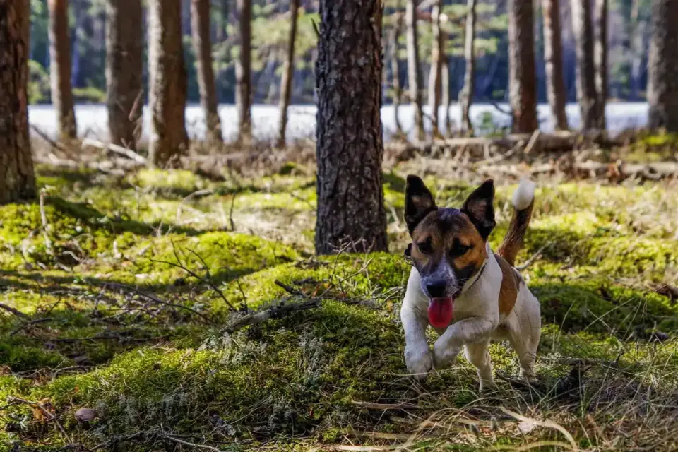 Dog running with an owner