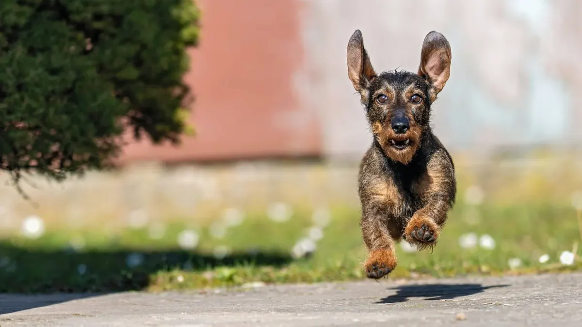 Dog running with an owner