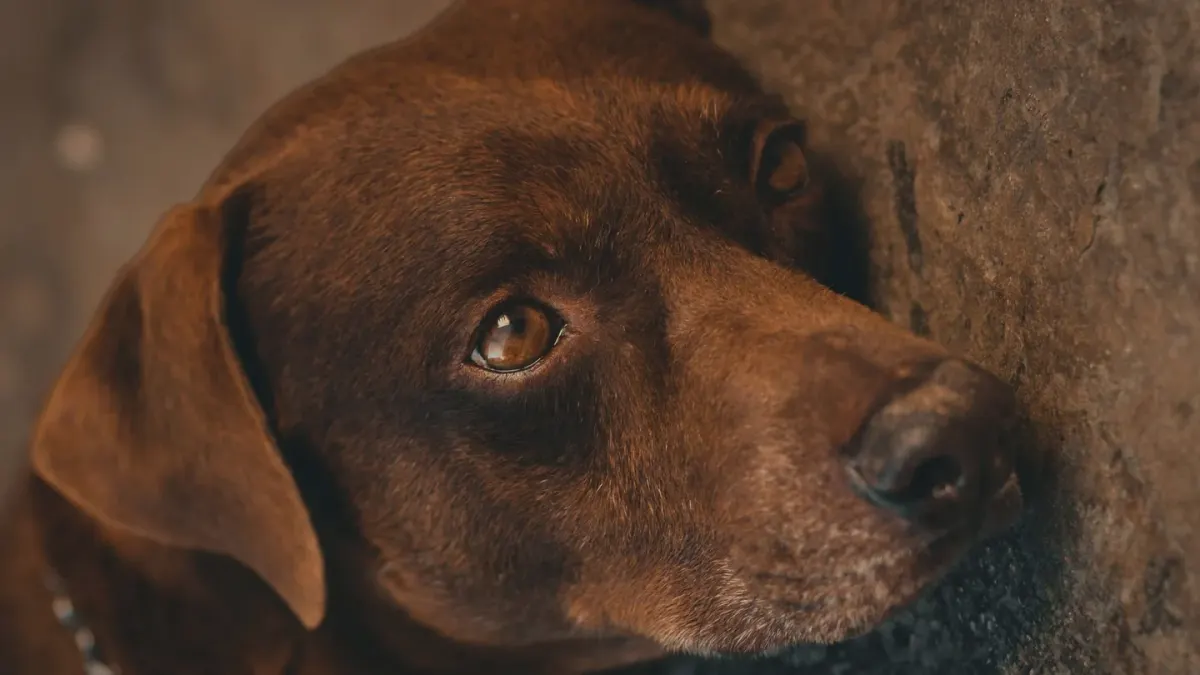 Dog sitting on a kitchen floor