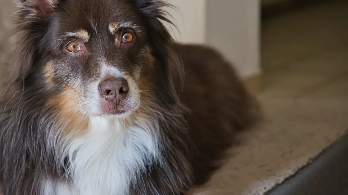 Dog sitting on a kitchen floor