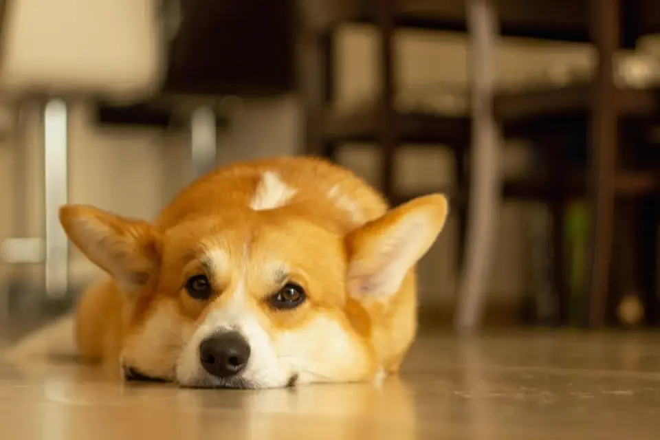 Dog sitting on a kitchen floor