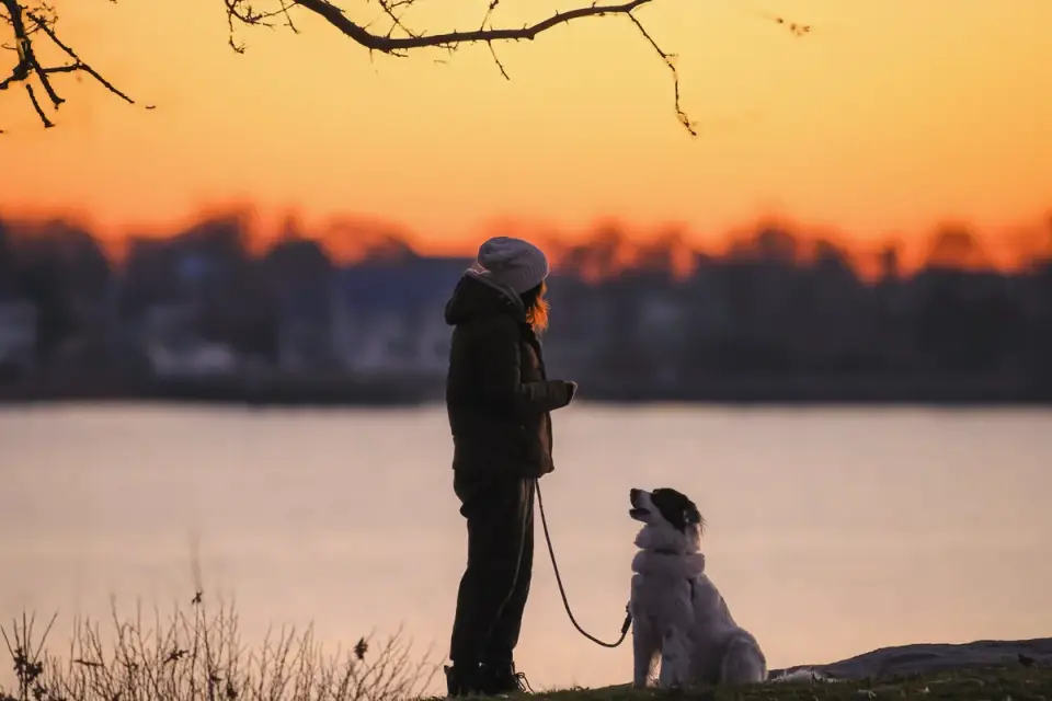 Dog sitting with an owner