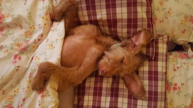 Dog sleeping at home