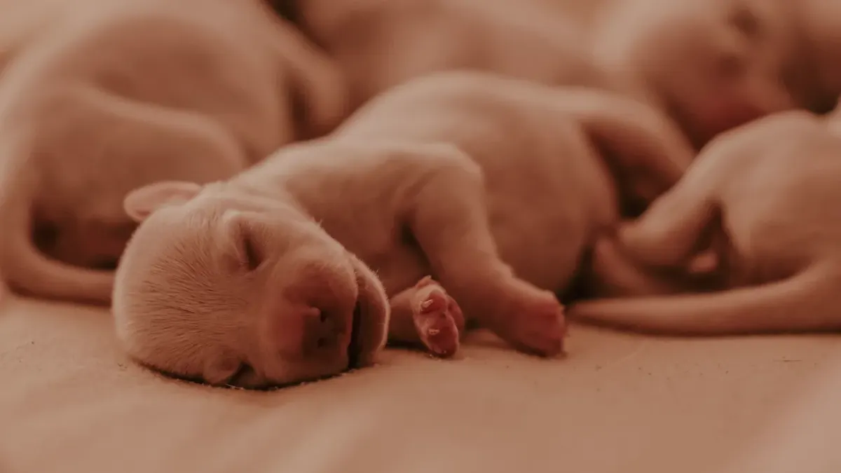 Dog sleeping at home