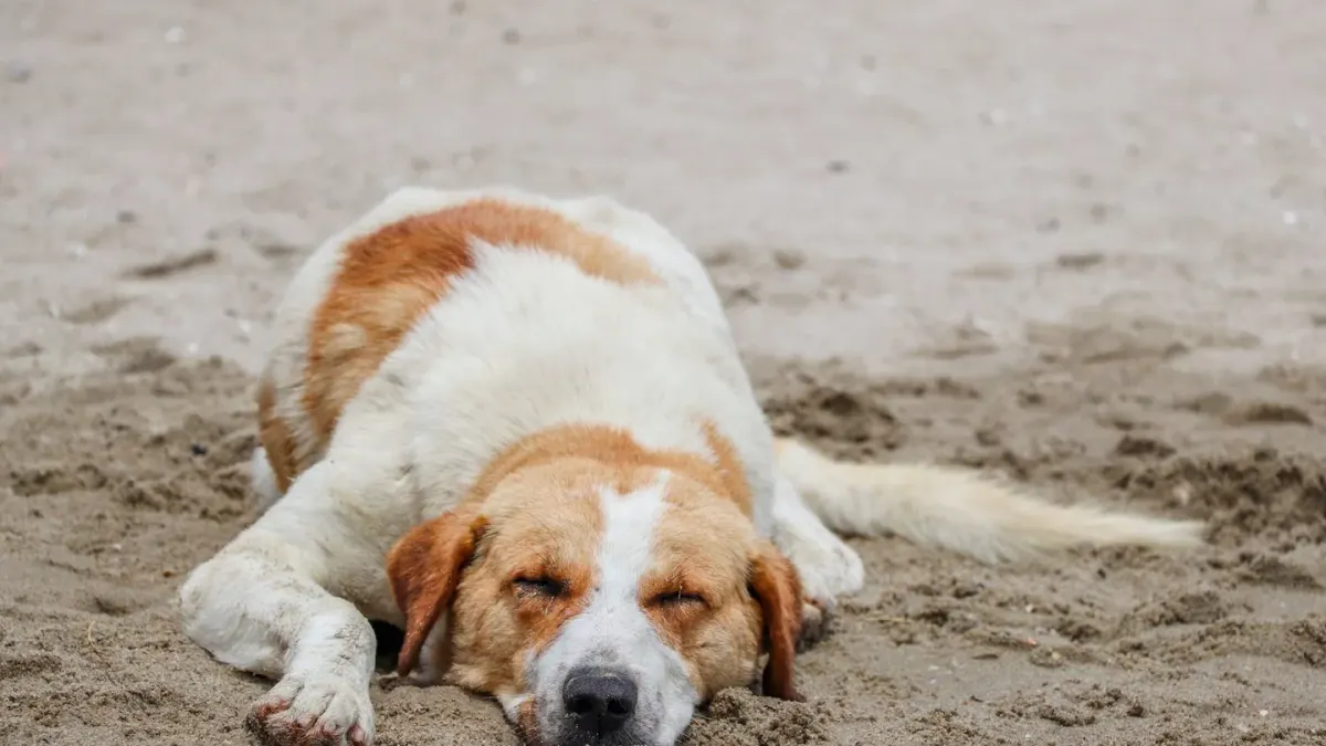Dog sleeping at home