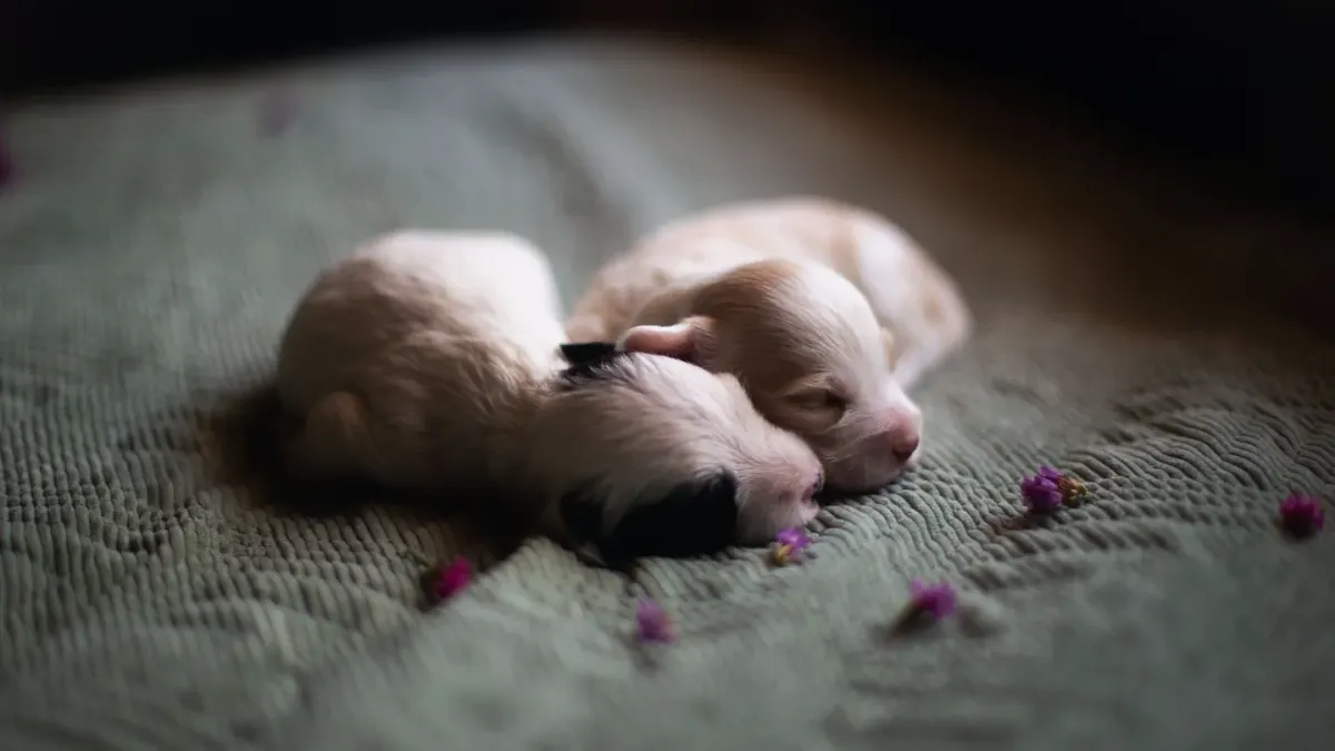 Dog sleeping at home