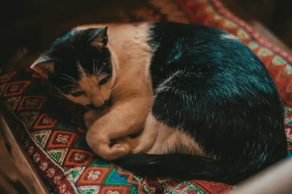 Dog sleeping cozy home