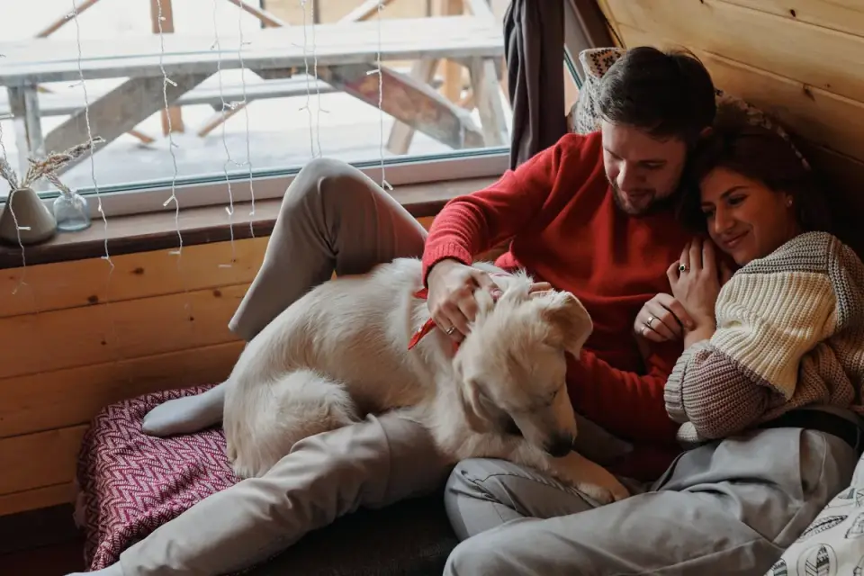 Dog sleeping cozy home