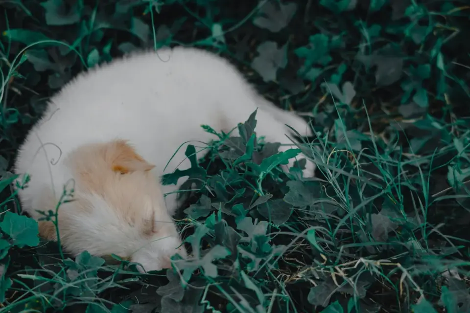 Dog sleeping cozy home