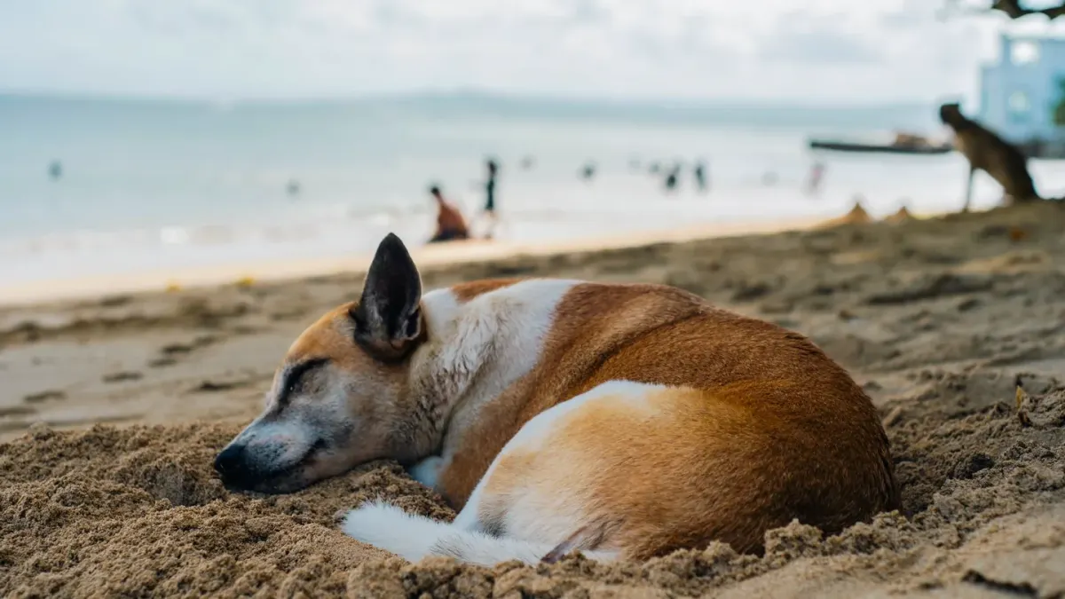 Dog sleeping in sunlight