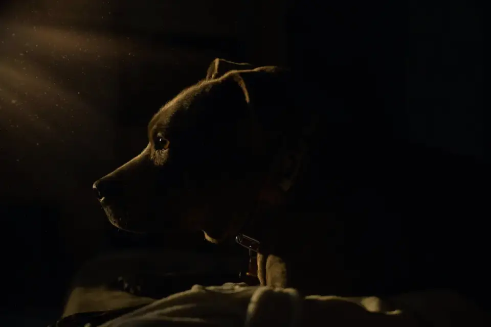 Dog sleeping in sunlight