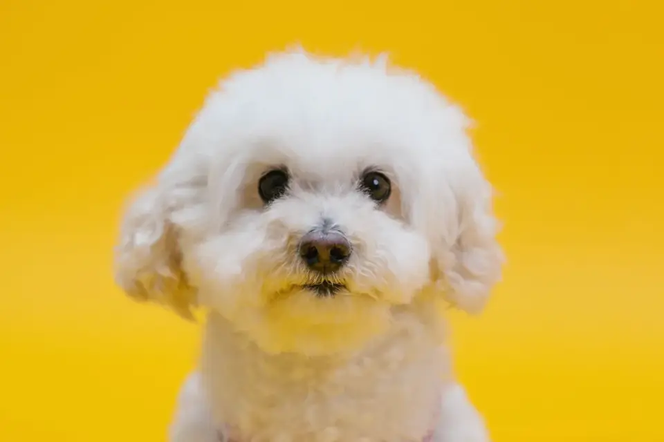Dog standing indoors