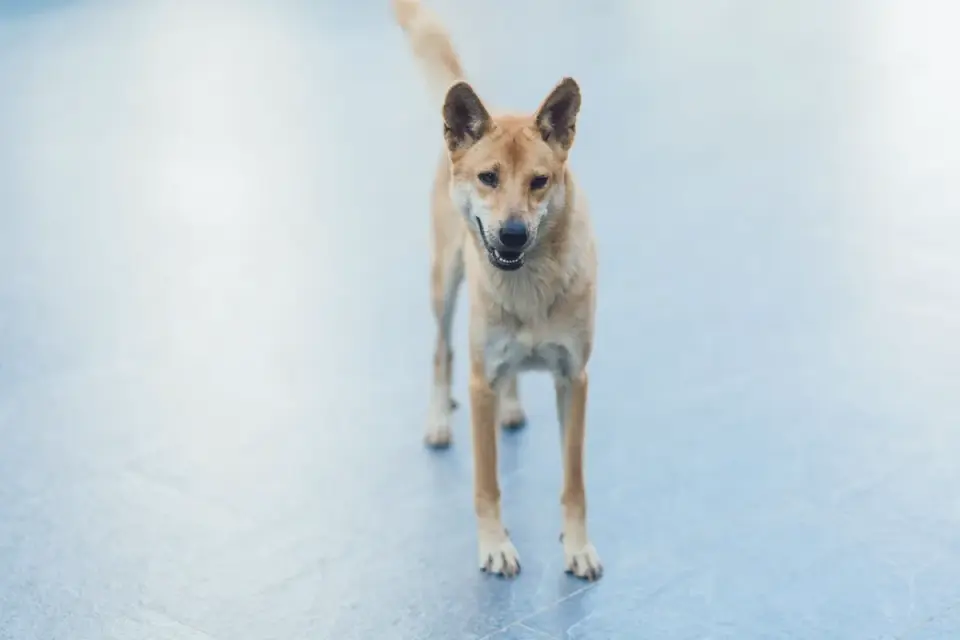 Dog standing up