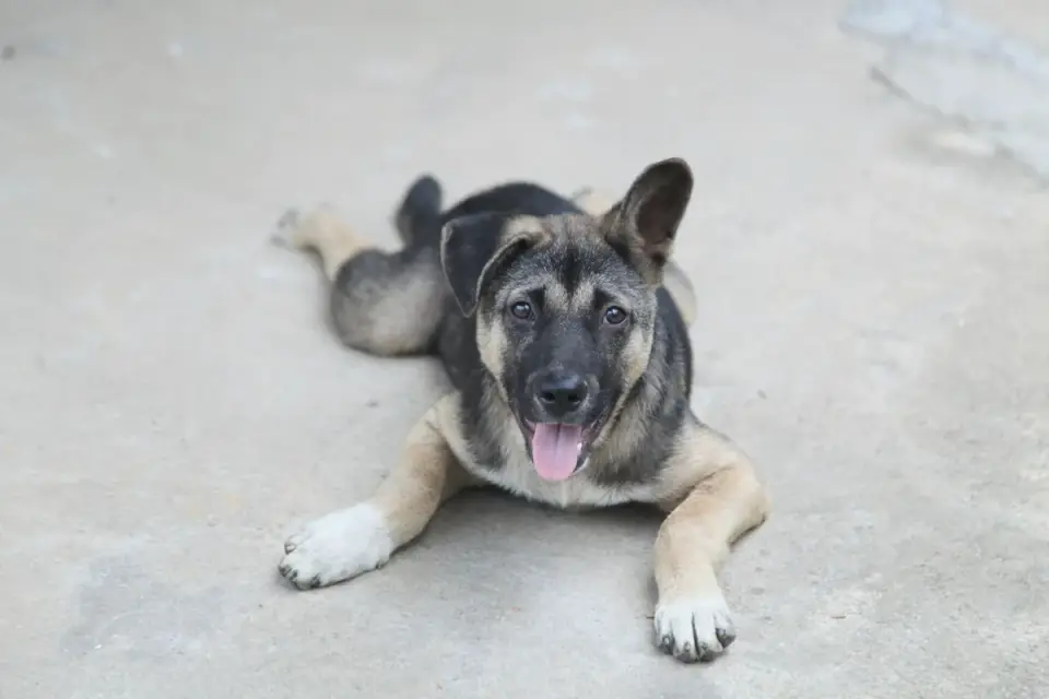 Dog stretching indoors