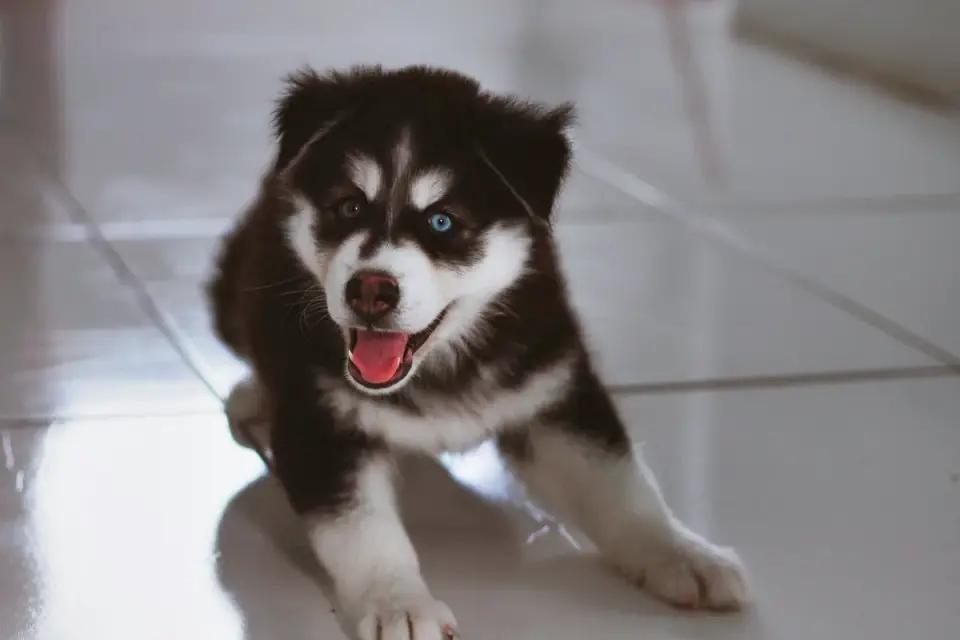 Dog stretching indoors