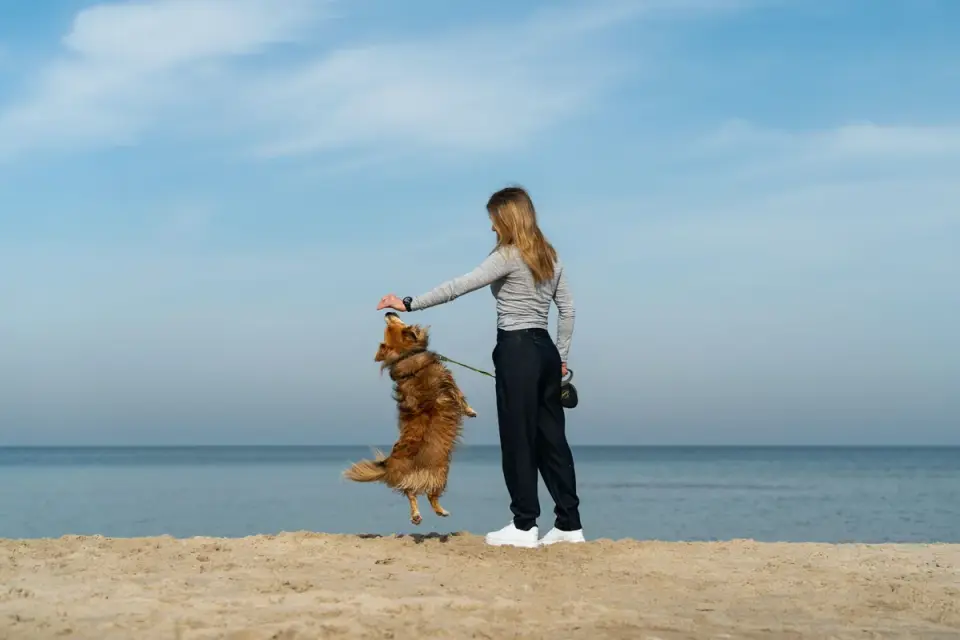 Dog traveling with an owner