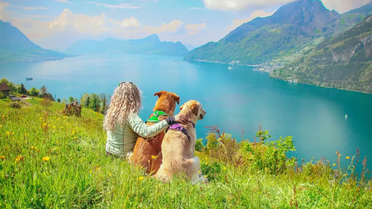 Dog traveling with an owner