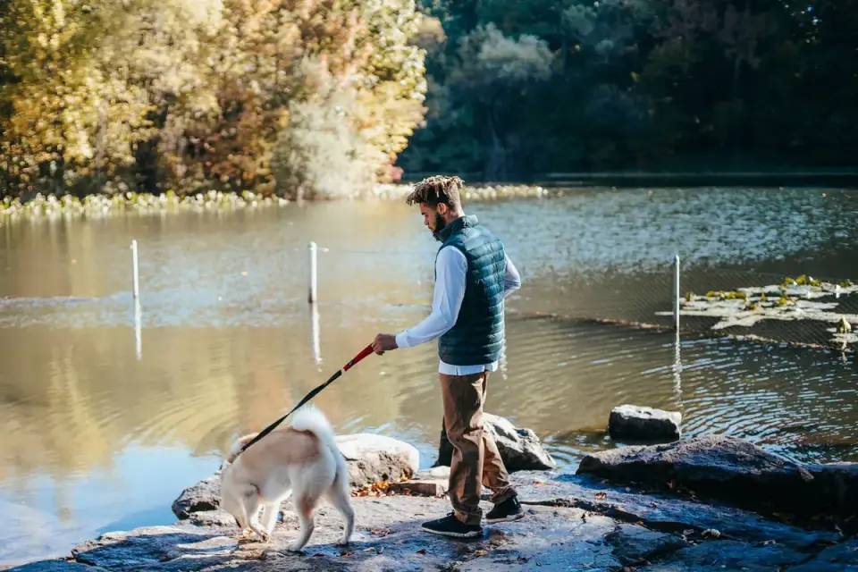 Dog traveling with an owner