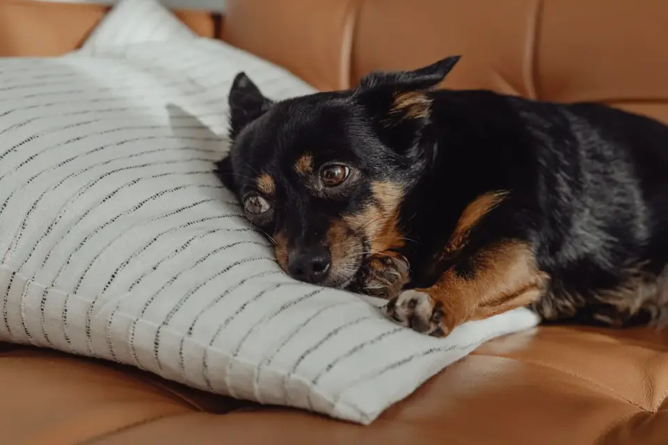 Dog under furniture