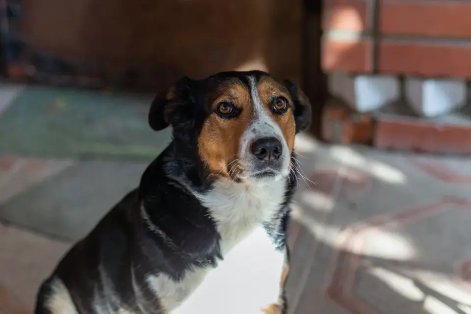 Dog waiting beside a bowl