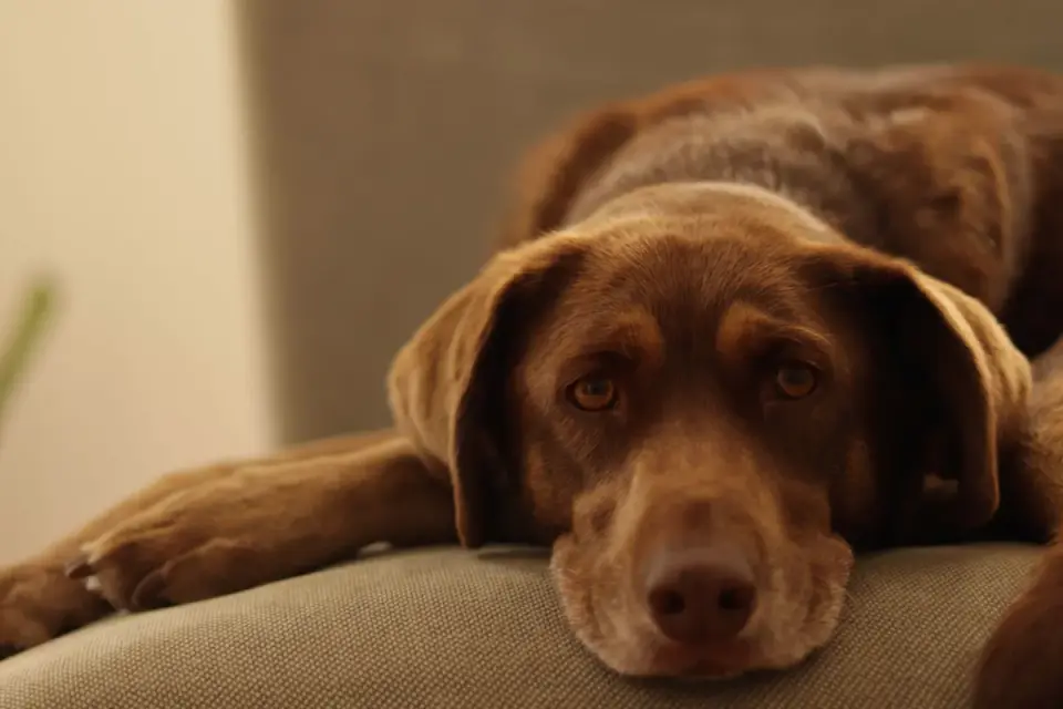 Dog waiting indoors