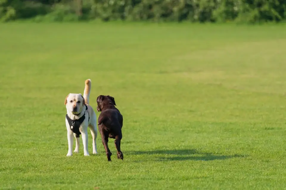Dog walking outdoors