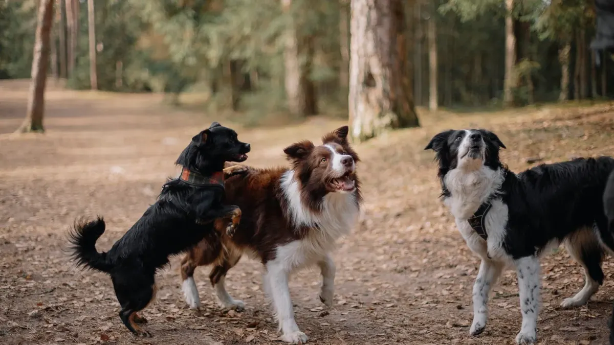 Dog walking outdoors