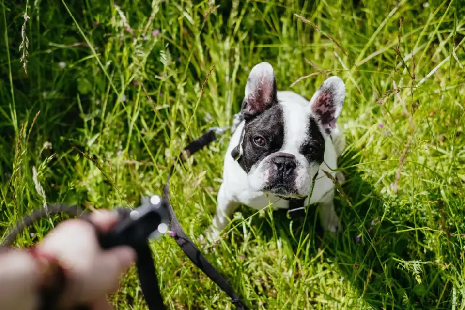 Dog walking outdoors owner