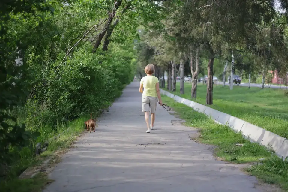 Dog walking outdoors owner