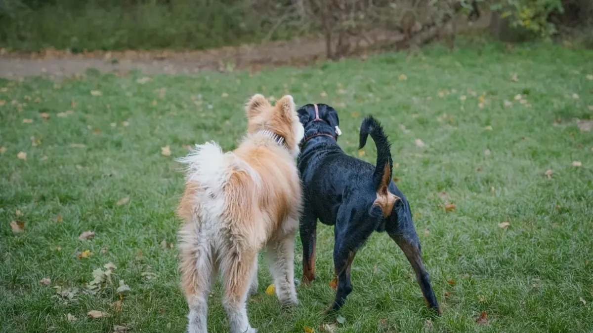 Dog walking outdoors