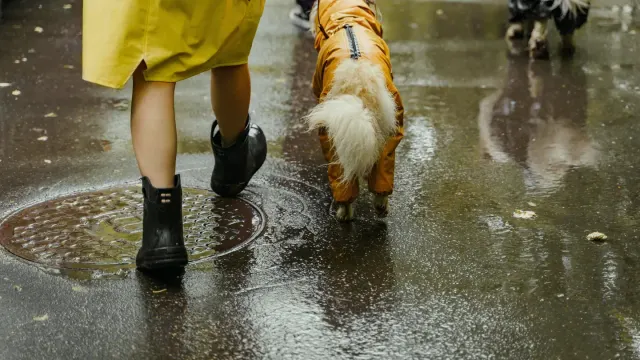 Dog walking with an owner