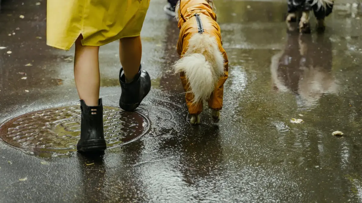 Dog walking with an owner