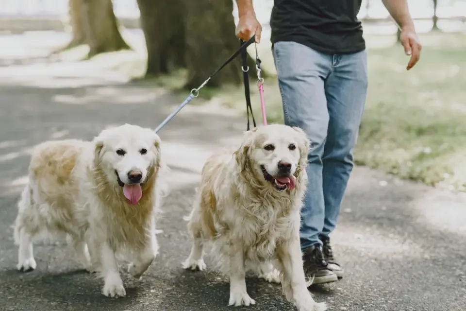 Dog walking with an owner