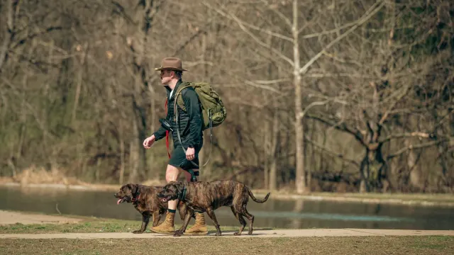 Dog walking with an owner