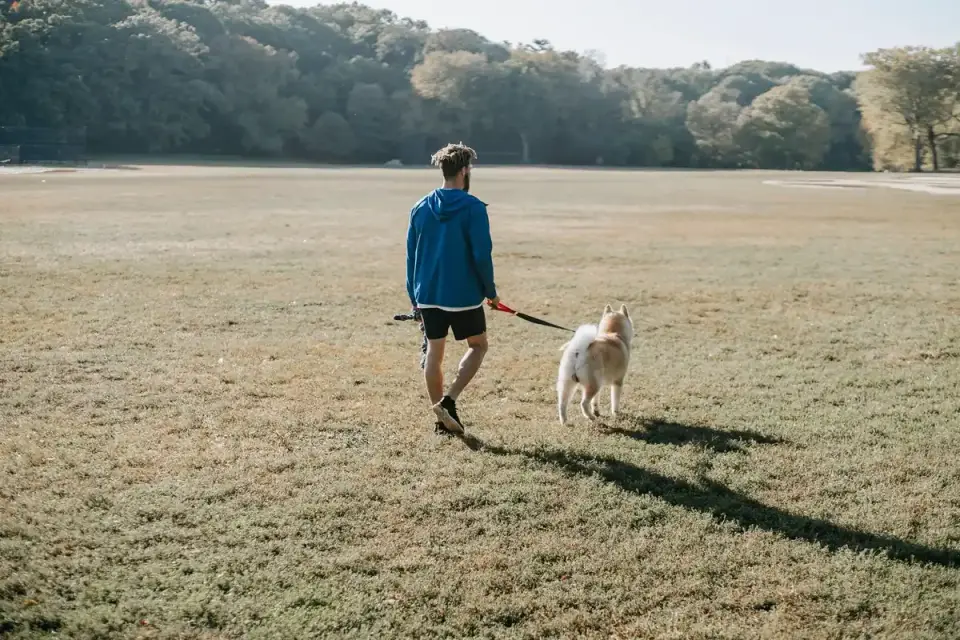 Dog walking with an owner