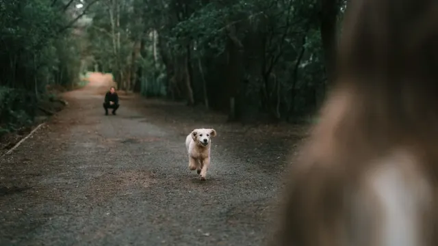 Dog walking with an owner