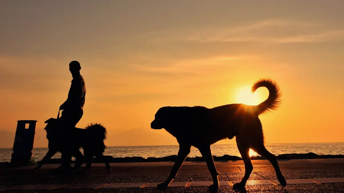 Dog walking with an owner