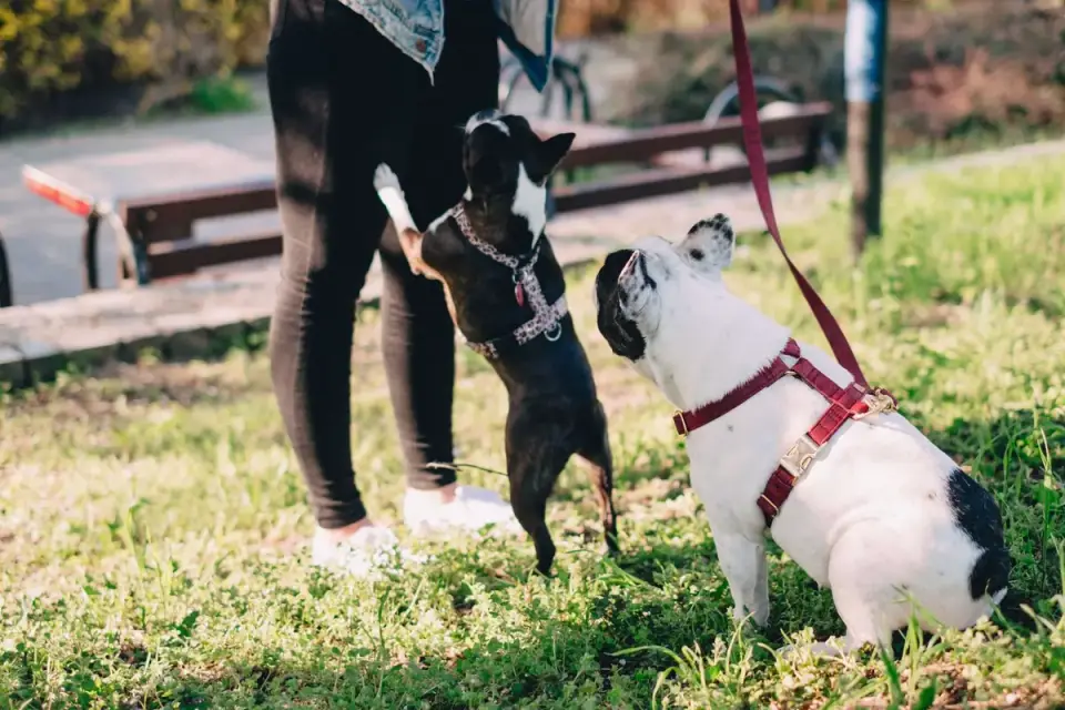 Dog walking with an owner