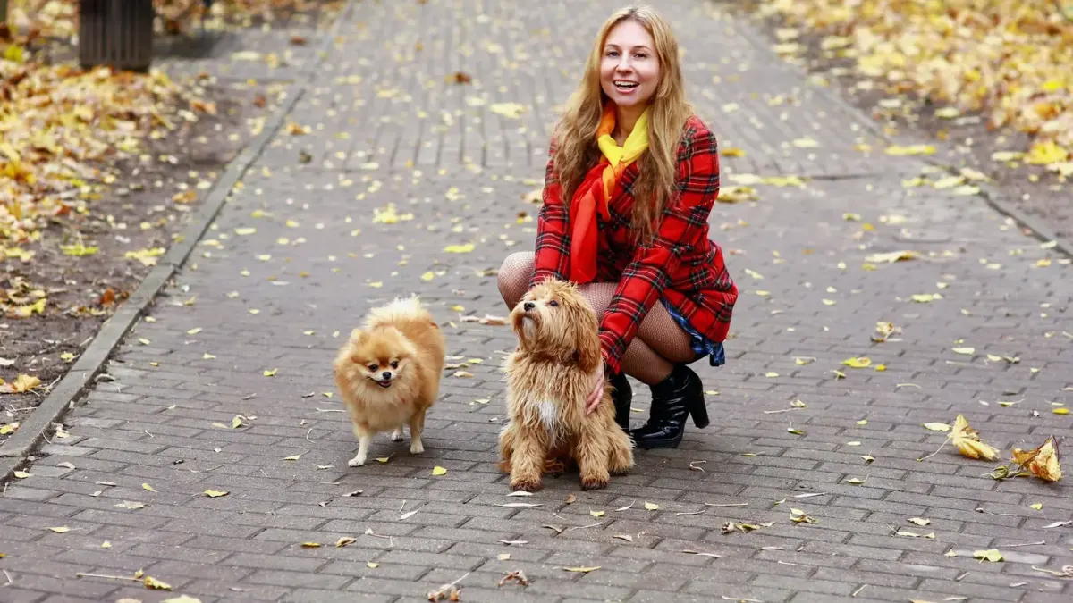 Dog walking with an owner