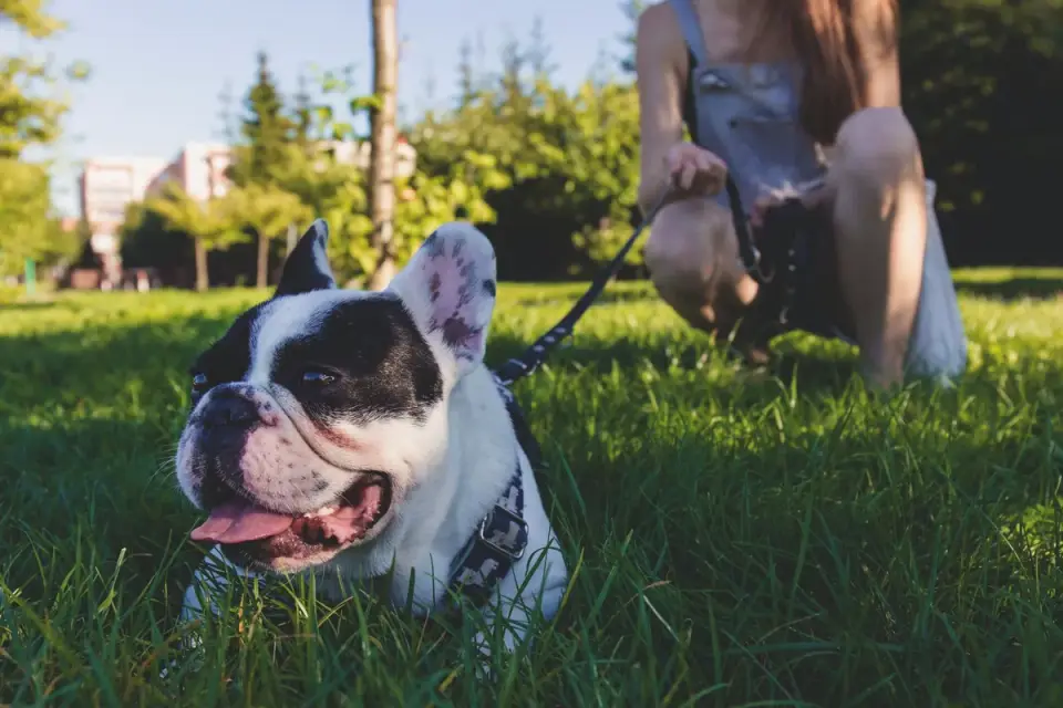 Dog walking with an owner