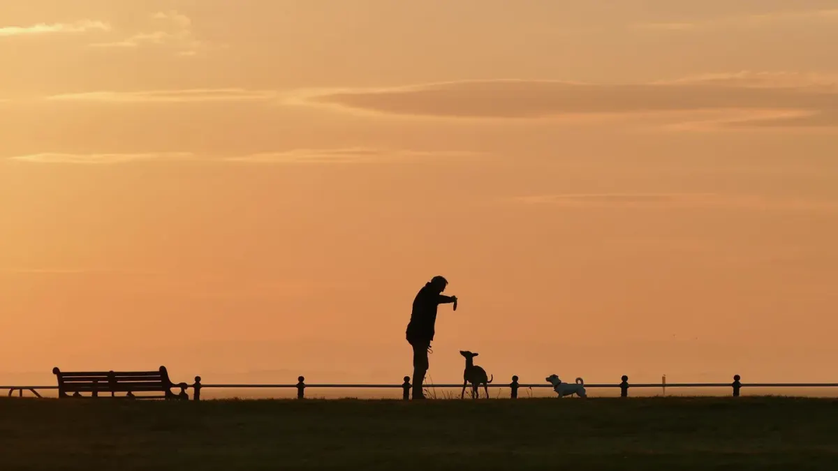 Dog walking with an owner